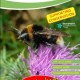 Wildlife World Wildflower Attractor pack - Bumble Bees